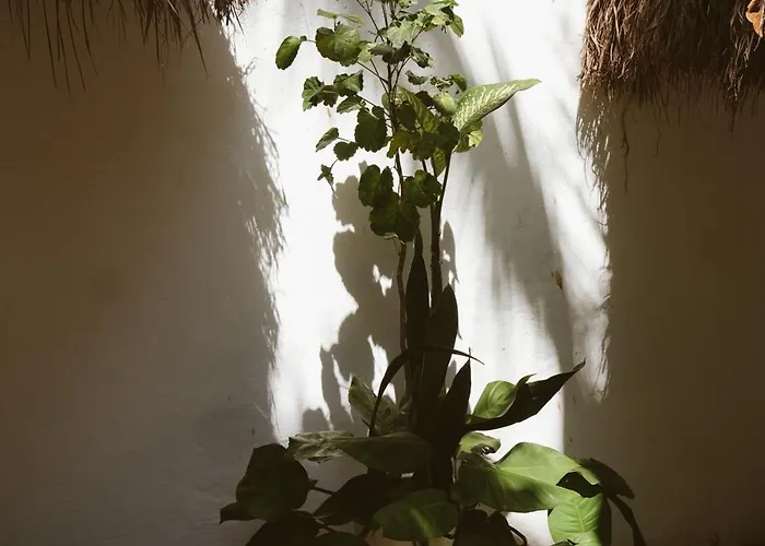 Hotel Casa Violeta Tulum